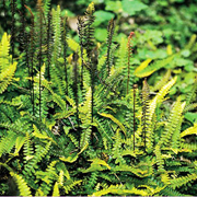 Hardy Ferns Blechnum penna-marina